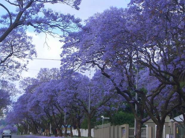 Пурпурный тоннель в Йоханнесбурге