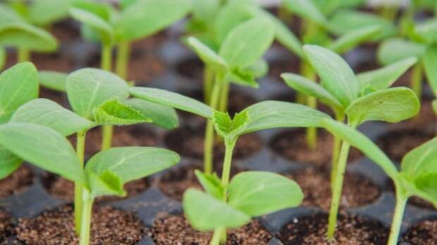 Волгоградская огородница раскрыла секреты выращивания перцев и баклажанов