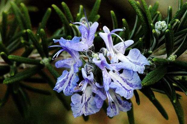 Розмарин (Rosmarinus officinalis), фото растения фотография картинка