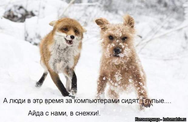 Лучшие котоматрицы недели (50 фото)