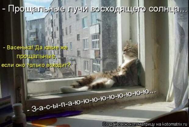 Свежая котоматрица на Бугаге (37 фото)