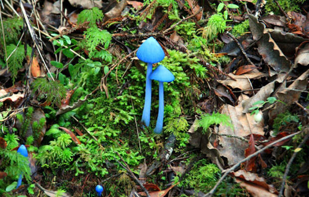 Голубой гриб Entoloma hochstetteri, Индия, фото