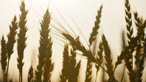 ИКАР снизил прогноз урожая пшеницы в РФ до 83,5 млн тонн