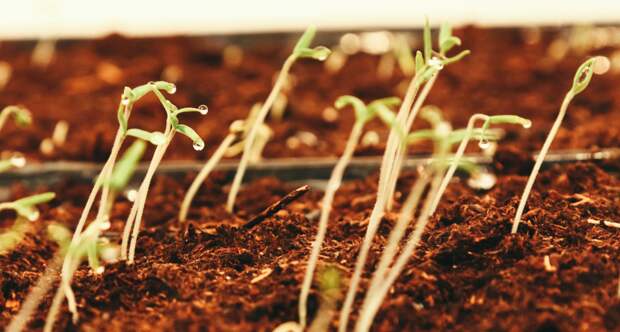 Эксперт Чаплин рекомендовал дачникам высаживать редис и зелень уже в марте