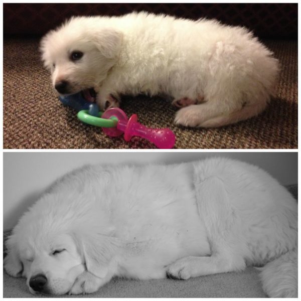 Great Pyrenees | It's Dog or Nothing