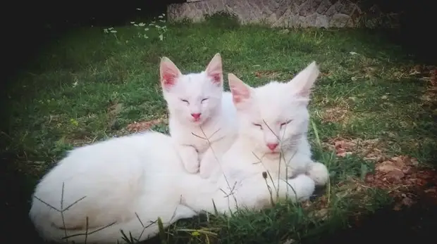 ����������: 50 ��������� ����� � �� �������������� ����-����� �19 - BigPicture.ru