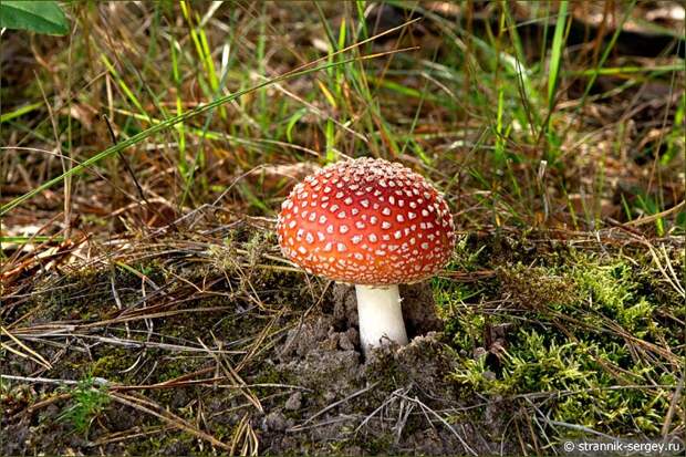 По грибы и ягоды в красивый лес
