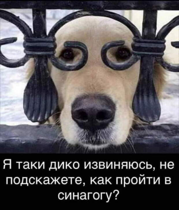 Классные анекдоты и шутки в картинках, которые подарят чудесное настроение