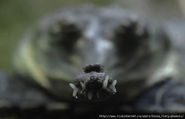 supercoolpics_03_22082012224232 (700x451, 138Kb)
