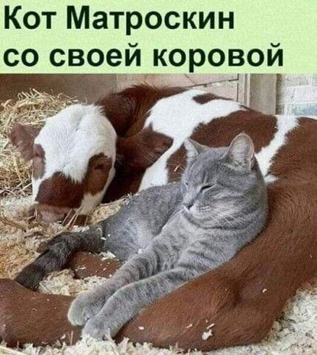 Угарные свежие картинки с надписями (среда)