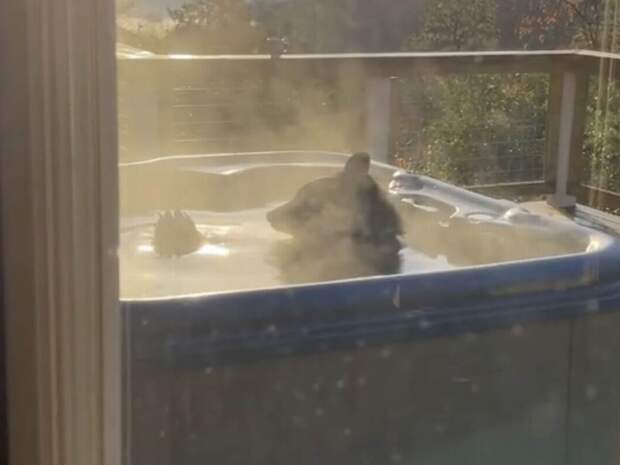 Черный медведь решил искупаться в гидромассажной ванне на курорте: отдыхающие пусть подождут! (Видео)
