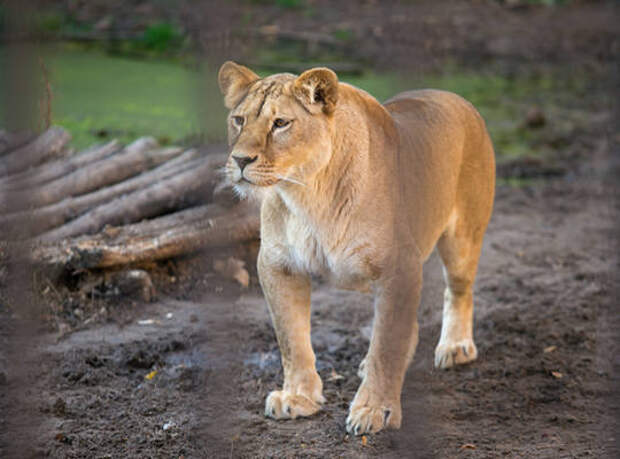 Лев и две львицы переехали в новый зоопарк «Река Замбези»