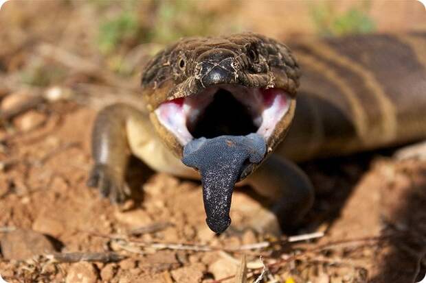 Западная тиликва (лат. Tiliqua occipitalis)