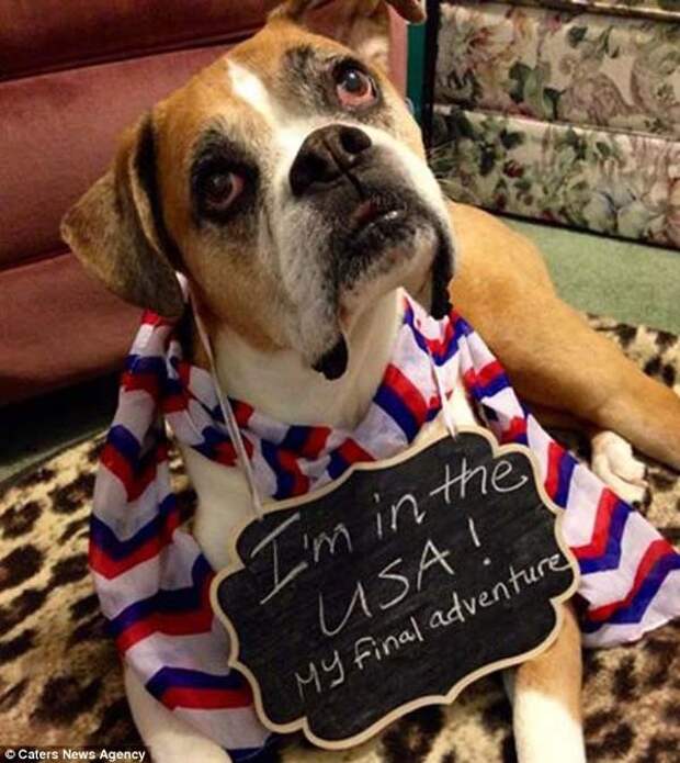 Побывать в США   желание, последние, собаки