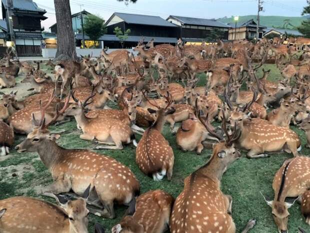 Рогатый феномен: сотни оленей в парке Нара ежедневно собираются в одно и то же время