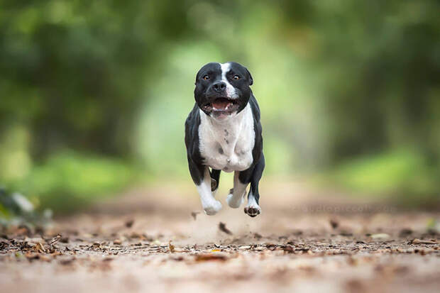 Мотивация бег, собаки, фото
