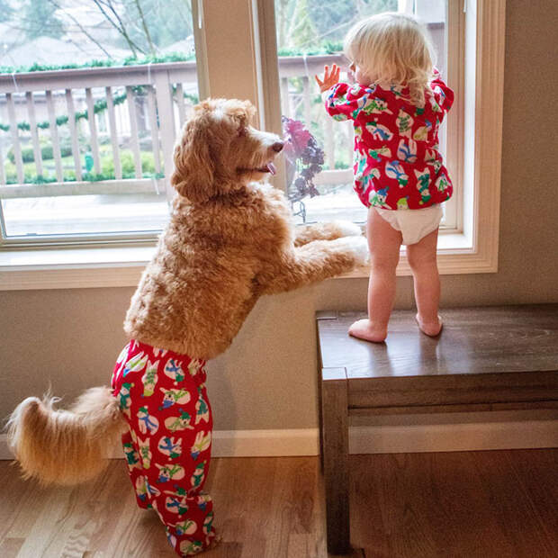 foster-child-labradoodle-dog-book-buddy-reagan-14