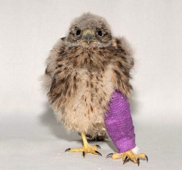 animals-in-tiny-casts-32-580093f2cf4f5__605