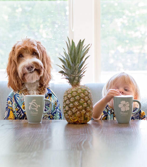 foster-child-labradoodle-dog-book-buddy-reagan-3