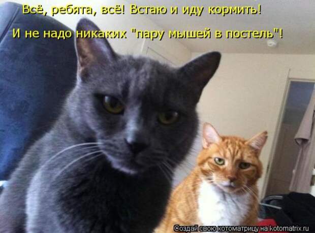 Лучшие котоматрицы недели (50 фото)