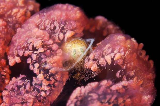 Живность белого моря (28 фото) Живность белого моря (28 фото)