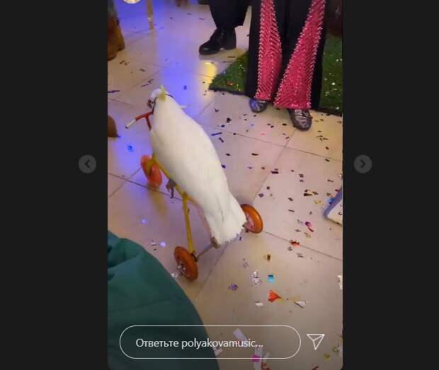 Попугай на велосипеде