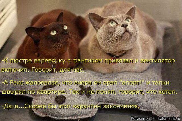 Самые свежие котоматрицы