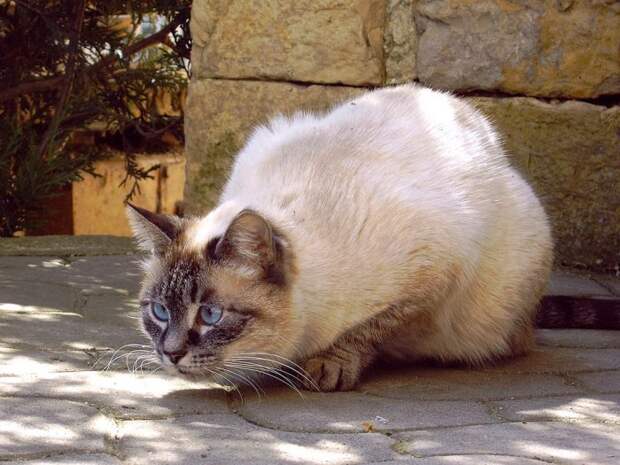 Коты,кошки,котята...