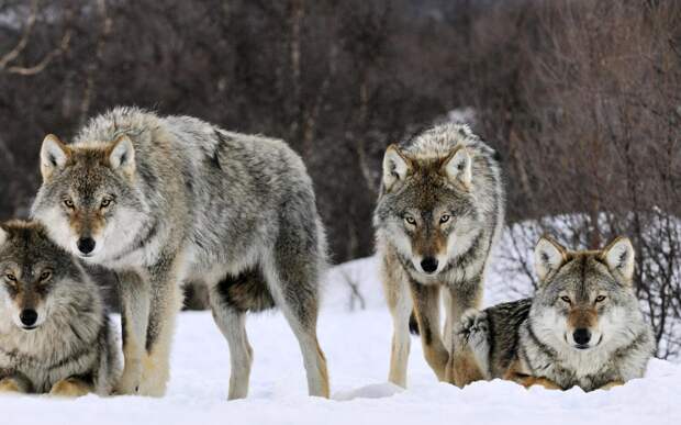 Удивительная история 14 волков, которые изменили кусочек мира