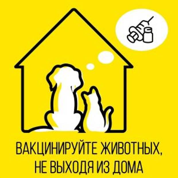 Жители столицы смогут сделать вакцинацию своему питомцу на дому