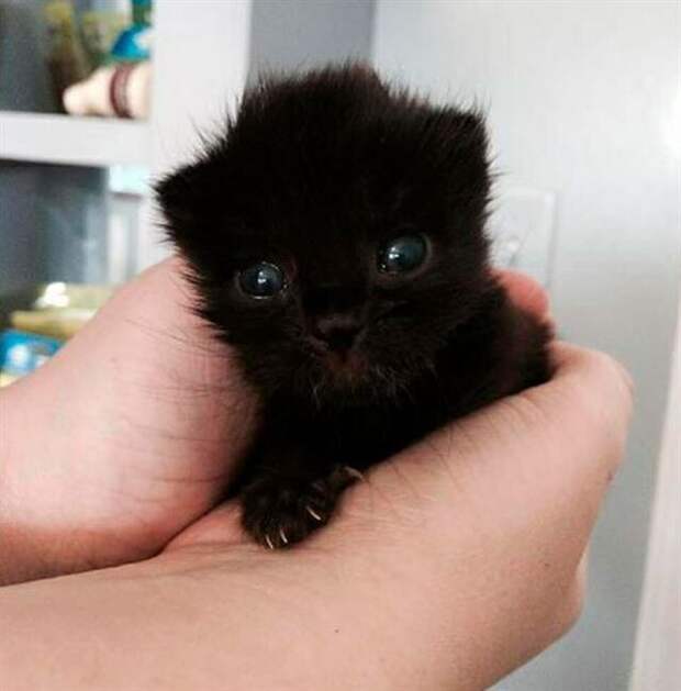 Грациозные чёрные кошки и котики