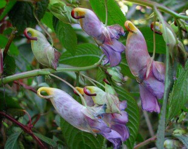 Цветок-попугай интересное, красота, флора, цветы