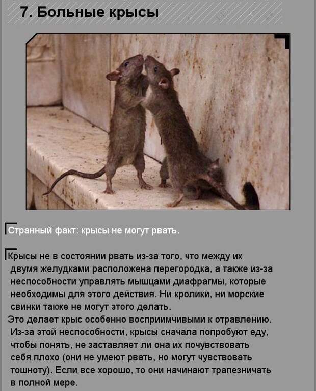 Удивительные факты о необычных созданиях природы Удивительные факты о необычных созданиях природы