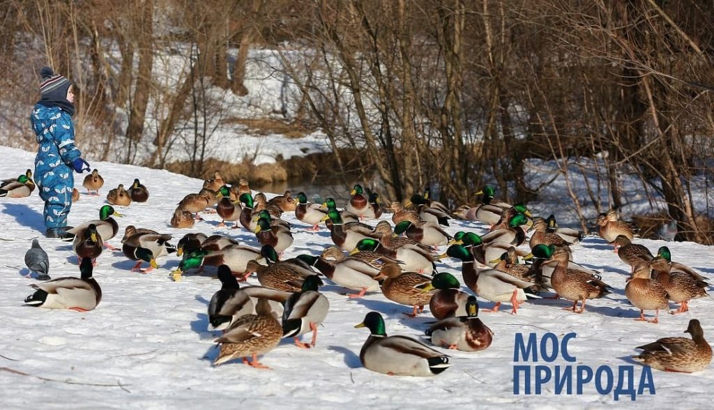 Фото: пресс-служба «Мосприроды»