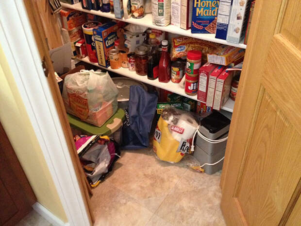 find-hidden-cat-camouflage-hide-and-seek-catouflage-63-58358b8796515__605