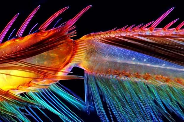 Победители конкурса микрофотогарфии Small World Photomicrography 2016