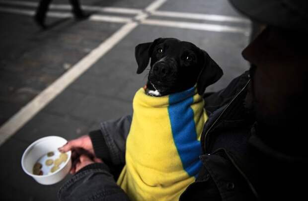 В Киеве заметили, что Украина шла в Европу, а пришла в "Антарктиду"