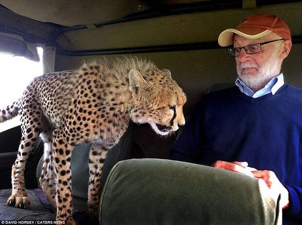 5. В этом случае турист был полностью осведомлен о гепарде на сафари в заповеднике Масаи Мара в Кении, но не очень ему рад животные, неожиданности, человек и животное
