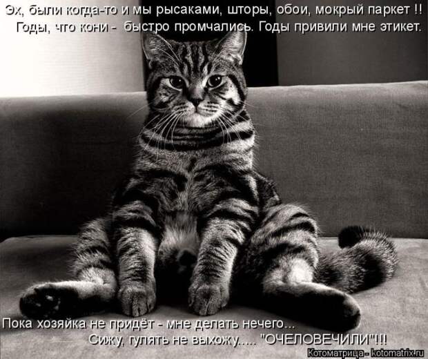 Лучшие котоматрицы недели (50 фото)
