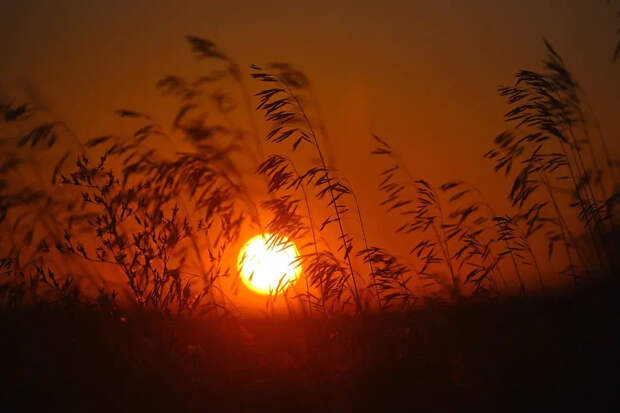 Россию ждёт аномально жаркое лето. Опять. Какие регионы побьют рекорд?