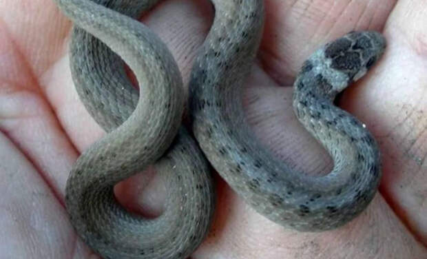 На Кубани змея укусила ребенка: врачи быстро отреагировали