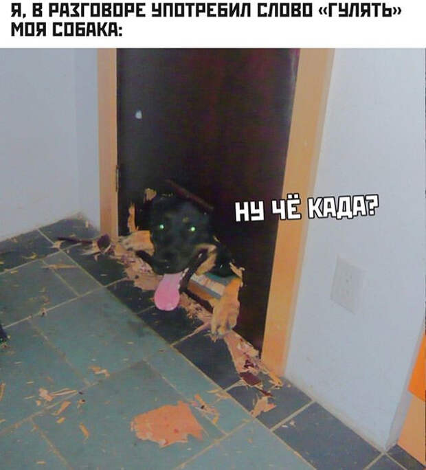Правда жизни с собакой