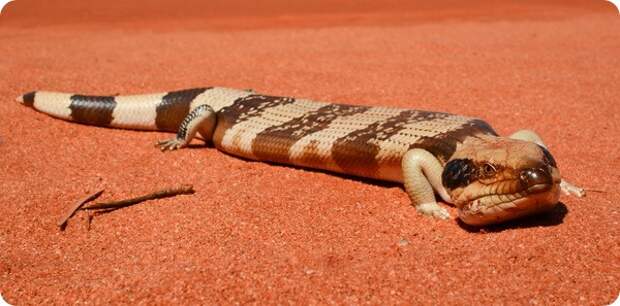 Западная тиликва (лат. Tiliqua occipitalis)