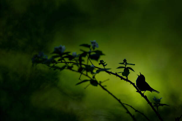 Лучшие фотографии с конкурса Nature Conservancy