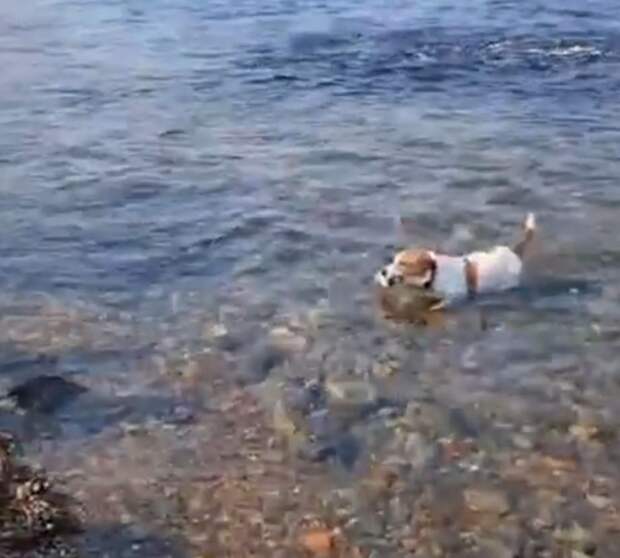 Рыбак со стажем и хвостом: пёс с Токаревского маяка раскачал китайские соцсети