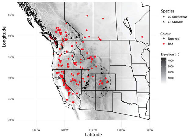 Рис. 7. Карта, показывающая распределение популяций H. americanus и H. sansoni