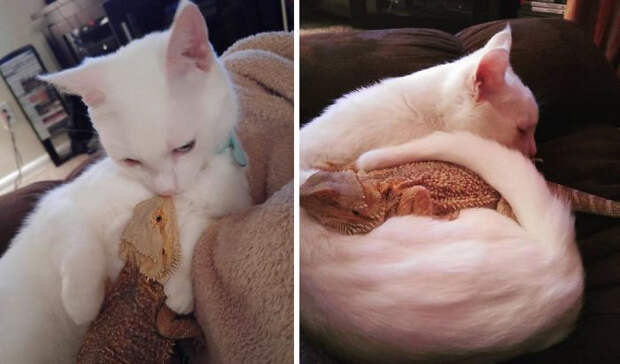 Котики и ящерицы, которые смогли стать друзьями