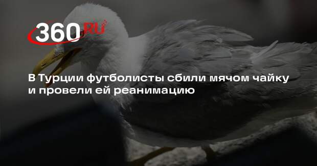 В Турции футболисты сбили мячом чайку и провели ей реанимацию