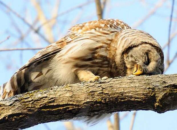 funny_animals_sleeping_8