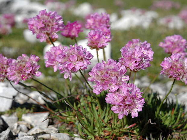 Армерия - Armeria